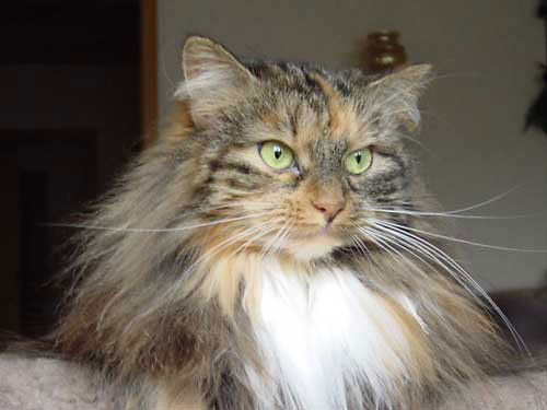 Tinka