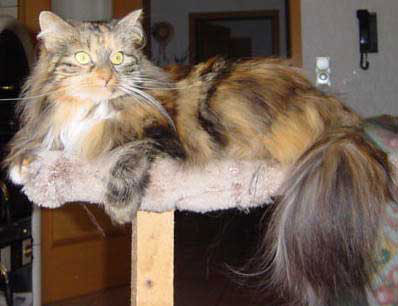 Tinka
