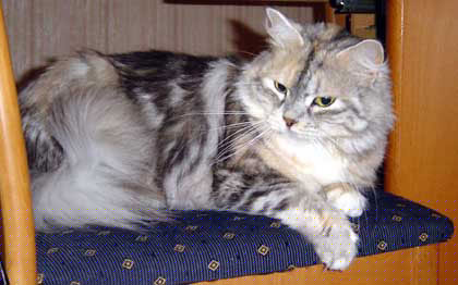 Gro&szlig;er Europachampion Snowknight Bonita