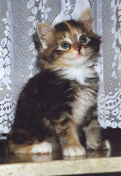 Catjuschka
